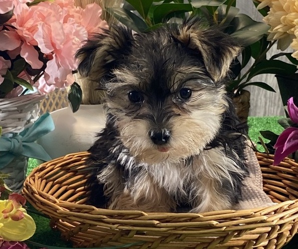 Medium Photo #3 Morkie Puppy For Sale in CANOGA, NY, USA