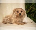 Small Photo #22 Bichpoo Puppy For Sale in LEOLA, PA, USA