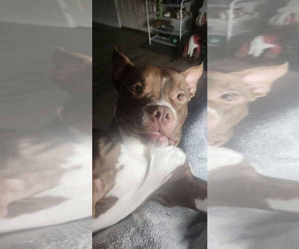 Medium Photo #3 Mutt Puppy For Sale in Evansville, IN, USA