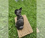 Small #9 French Bulldog