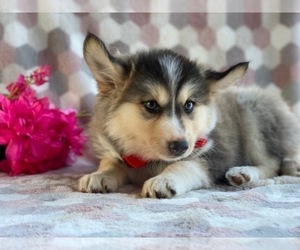 Pomsky Puppy for sale in LANCASTER, PA, USA