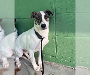 Saint Bernard Mix Dog for Adoption in Elmsford, New York USA