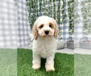 Cocker Spaniel-Poodle (Miniature) Mix Puppy for sale in MARIETTA, GA, USA