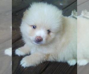 Pomeranian Puppy for sale in LIBERTY, KY, USA