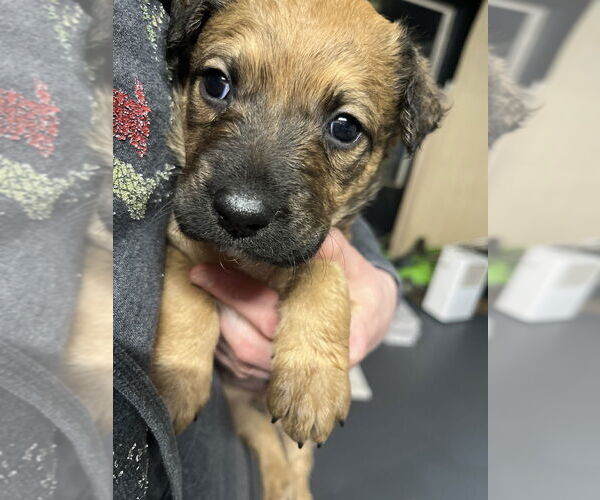 Medium Photo #9 Mutt Puppy For Sale in Imlay City, MI, USA