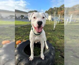 Dogo Argentino-Unknown Mix Dogs for adoption in McKinleyville, CA, USA
