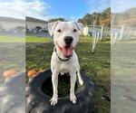 Small Dogo Argentino Mix