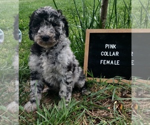 Medium Poodle (Standard)