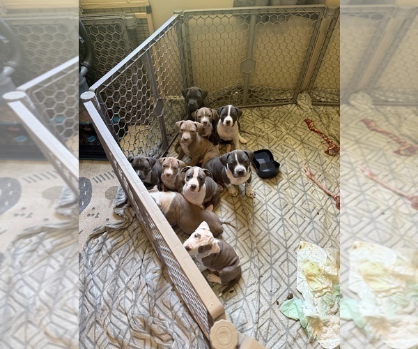 Medium Photo #2 American Pit Bull Terrier-American Staffordshire Terrier Mix Puppy For Sale in CHATTANOOGA, TN, USA