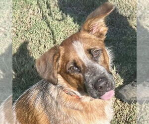 Medium Mutt