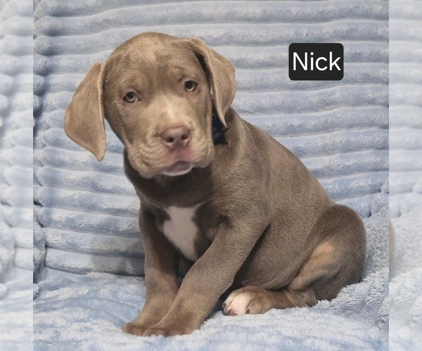 Medium Photo #10 Cane Corso Puppy For Sale in MINERAL WELLS, WV, USA