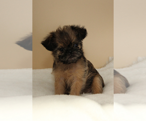 Medium Photo #1 Brussels Griffon Puppy For Sale in CROSWELL, MI, USA