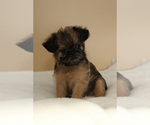 Small Brussels Griffon