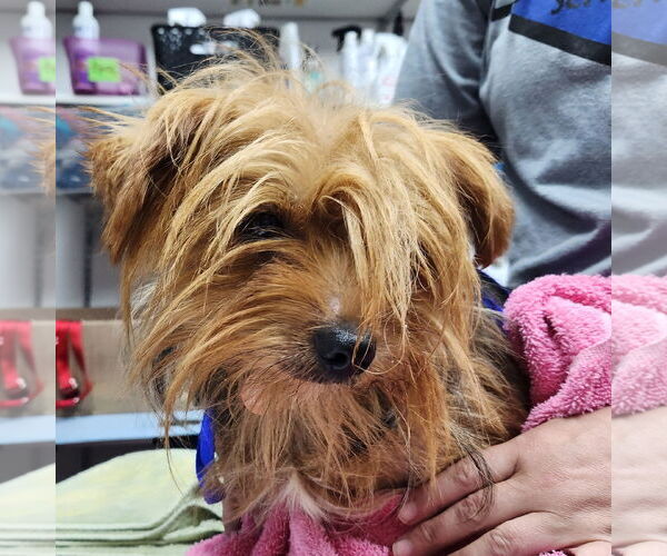 Medium Photo #11 Mutt Puppy For Sale in Fargo, ND, USA