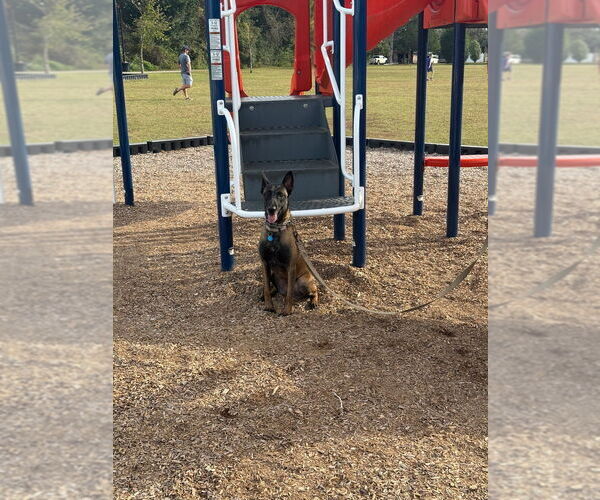 Medium Photo #10 Mutt Puppy For Sale in Imlay City, MI, USA