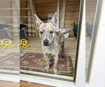 Small Photo #3 Mutt Puppy For Sale in Sandy, UT, USA