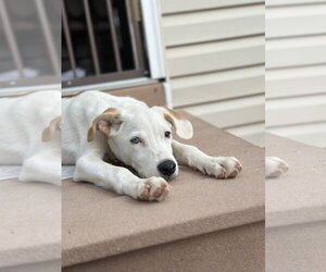 Newdle - Male Labrador Retriever-Unknown Mix Dog for Adoption - Photo #4