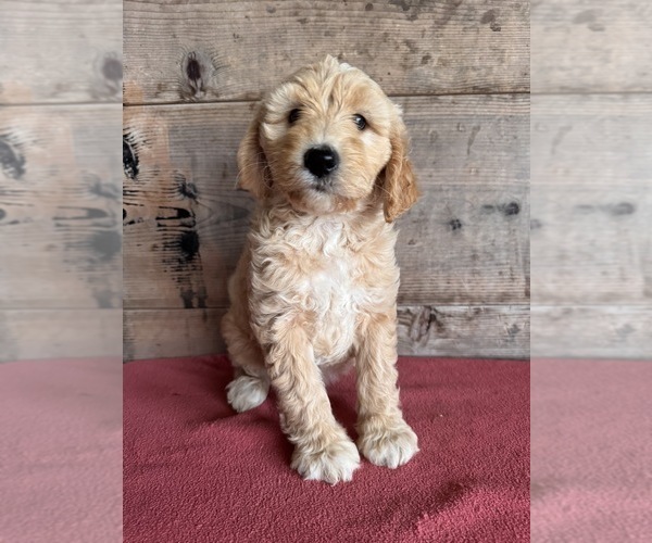 Medium Photo #11 Goldendoodle (Miniature) Puppy For Sale in VERMONTVILLE, MI, USA