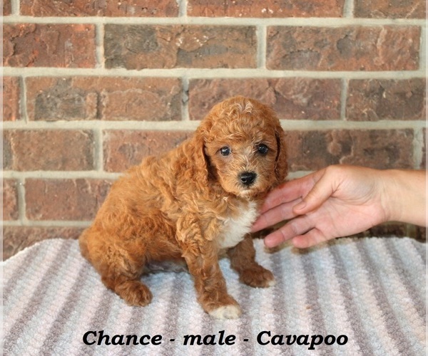 Medium Photo #3 Cavapoo Puppy For Sale in CLARKRANGE, TN, USA