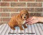 Small #2 Cavapoo