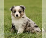 Small #3 Australian Shepherd