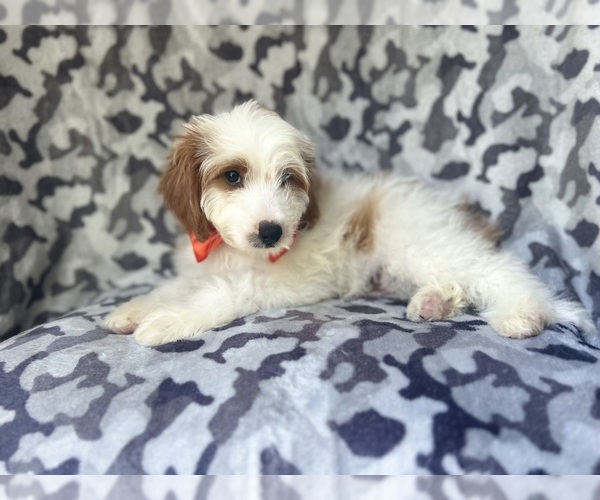 Medium Photo #9 Cavapoo Puppy For Sale in LAKELAND, FL, USA
