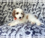 Small #8 Cavapoo