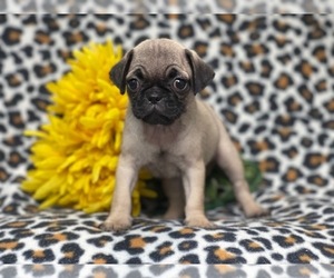 Pug Puppy for sale in LAKELAND, FL, USA