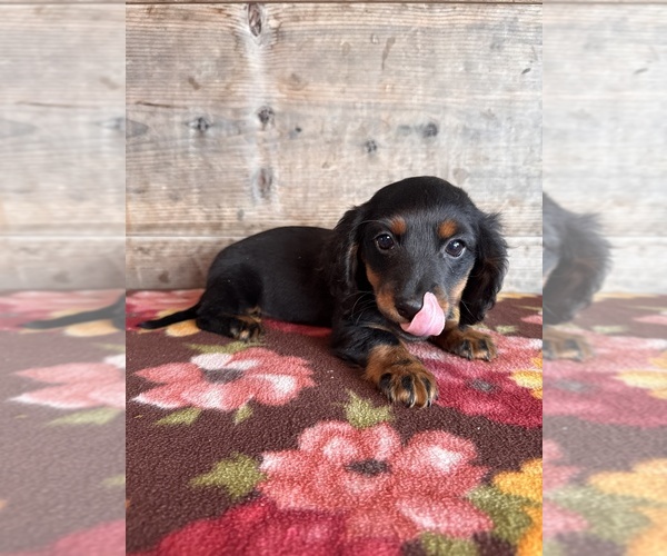 Medium Photo #21 Dachshund Puppy For Sale in VERMONTVILLE, MI, USA