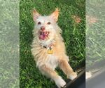 Small Mutt