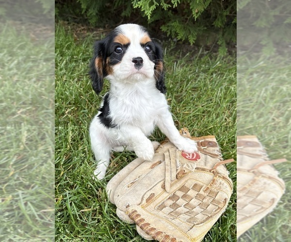 Medium Photo #3 Cavalier King Charles Spaniel Puppy For Sale in MIDDLEBURY, IN, USA