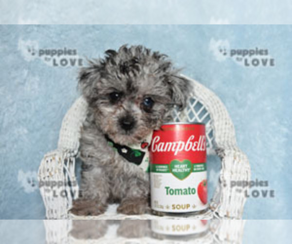 Medium Photo #10 Poodle (Toy) Puppy For Sale in SANGER, TX, USA