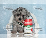 Small #9 Poodle (Toy)