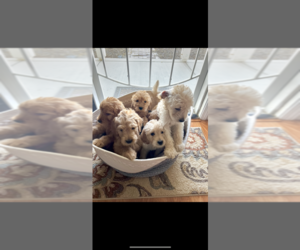 Goldendoodle Puppy for sale in LINCOLN, CA, USA