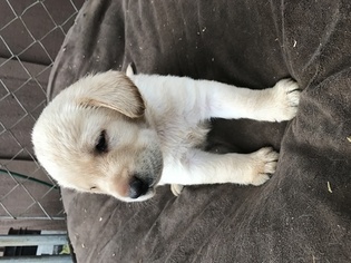 Labrador Retriever Puppy for sale in ELKTON, OR, USA