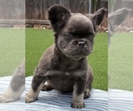 Small #5 French Bulldog