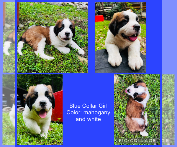 Medium Photo #1 Saint Bernard Puppy For Sale in HAGERSTOWN, MD, USA