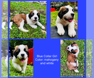 Saint Bernard Puppy for sale in HAGERSTOWN, MD, USA