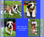 Small Saint Bernard