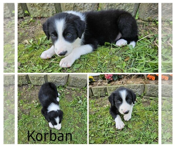 Medium Photo #2 Border Collie Puppy For Sale in STANLEY, WI, USA