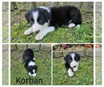 Small #1 Border Collie