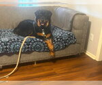 Small #2 Rottweiler