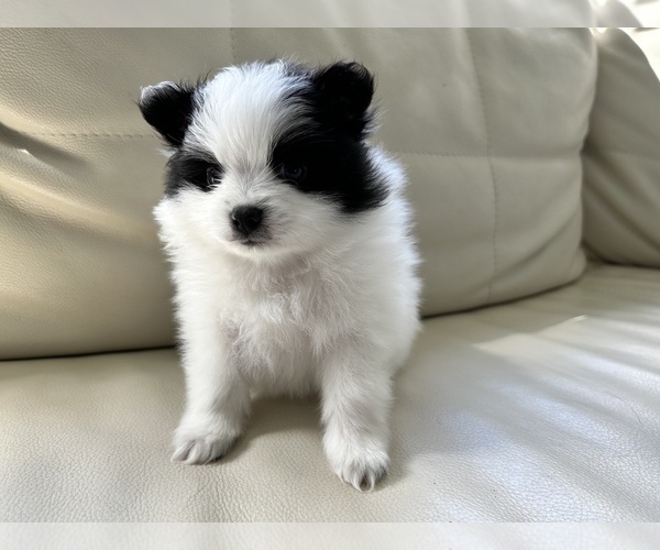 Medium Photo #10 Pomeranian Puppy For Sale in DES MOINES, WA, USA