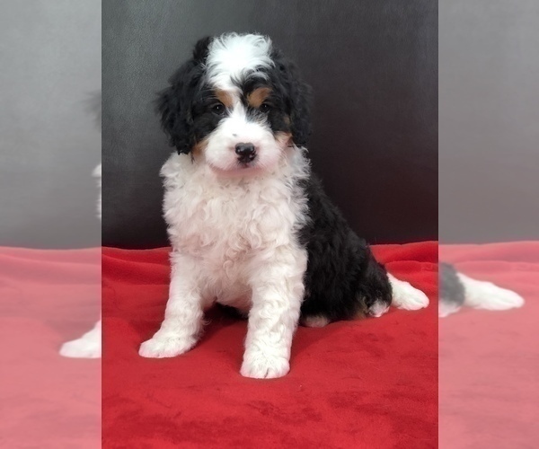 Medium Photo #3 Miniature Bernedoodle Puppy For Sale in SUGARCREEK, OH, USA