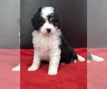 Small Photo #3 Miniature Bernedoodle Puppy For Sale in SUGARCREEK, OH, USA