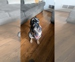 Small Photo #1 American Bully Puppy For Sale in KALAMAZOO, MI, USA