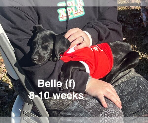 Medium Photo #2 Labrador Retriever-Unknown Mix Puppy For Sale in Farmerville, LA, USA