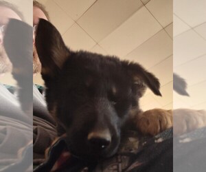 German Shepherd Dog Puppy for sale in LAWRENCEBURG, KY, USA