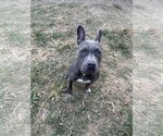Small #1 Mutt