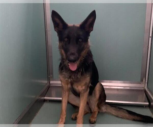 Medium Photo #1 German Shepherd Dog-Unknown Mix Puppy For Sale in Moreno Valley, CA, USA